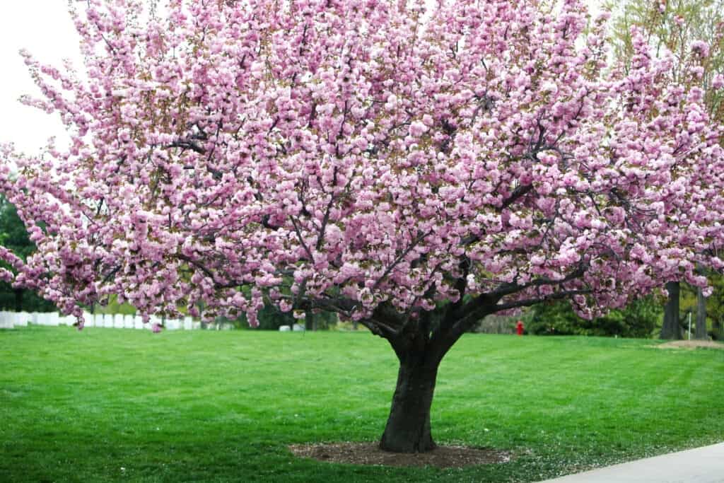 wanneer kersenboom planten