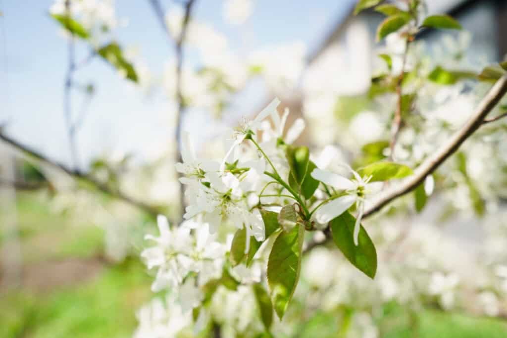 wanneer krentenboom planten