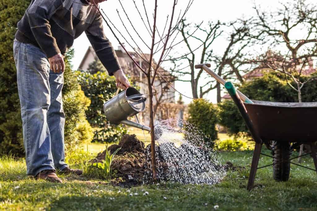 wanneer laagstam fruitbomen planten