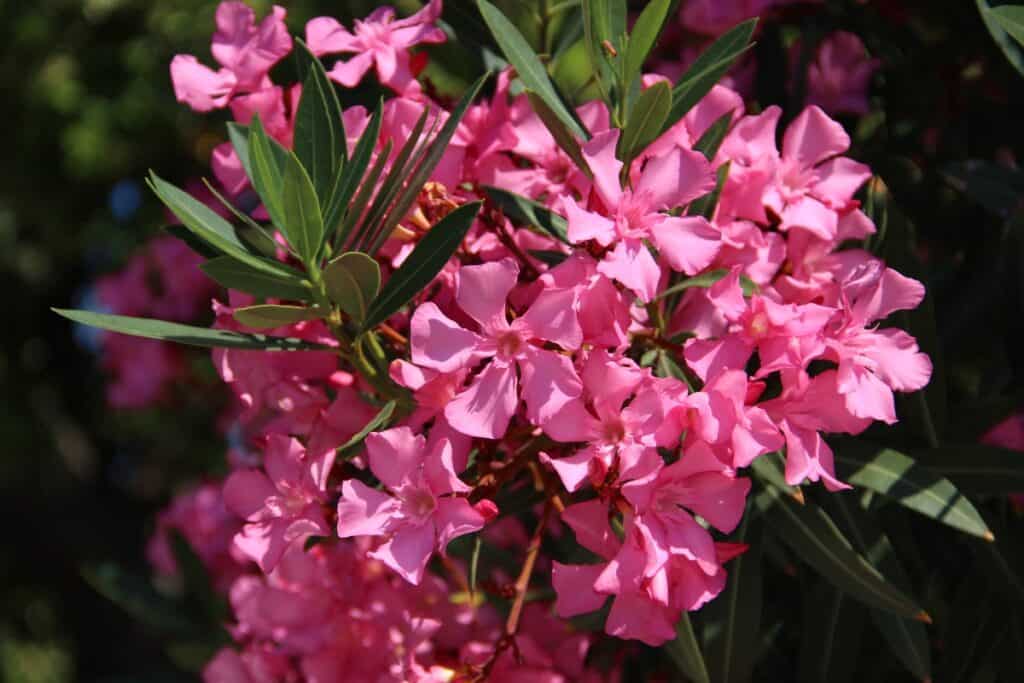 wanneer oleander in volle grond planten