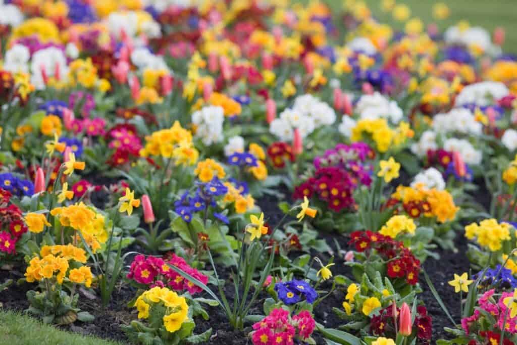 wanneer perkplanten plantenwanneer perkplanten planten