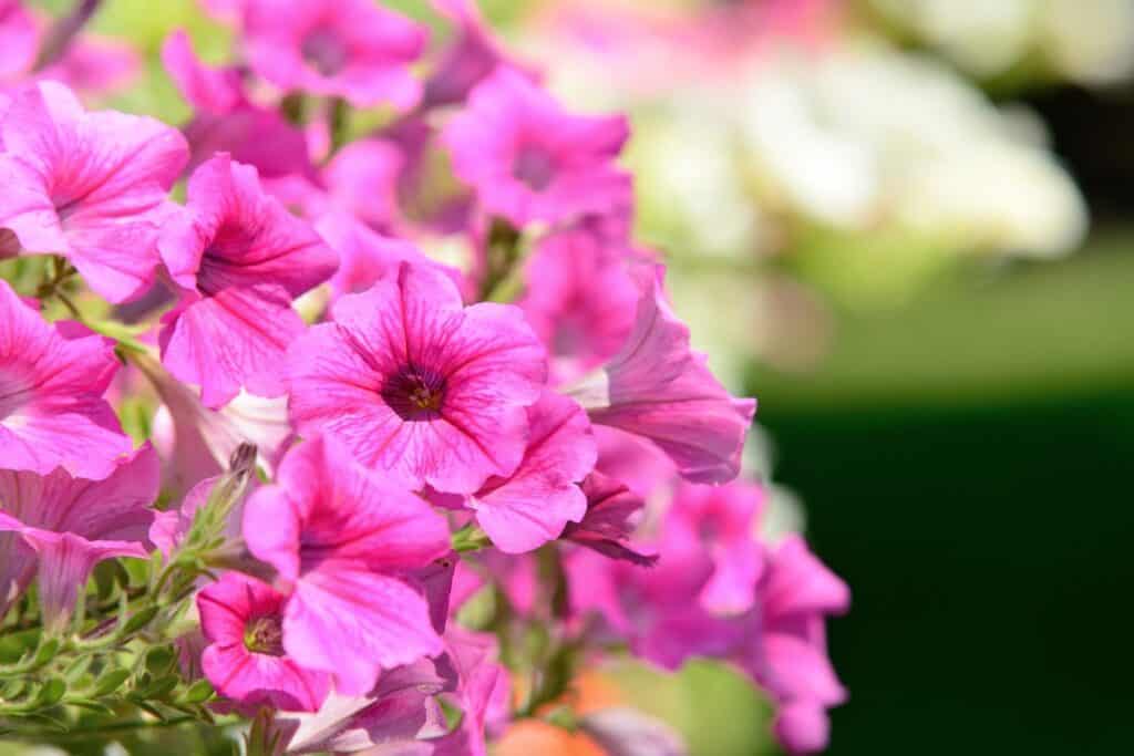 wanneer petunia planten