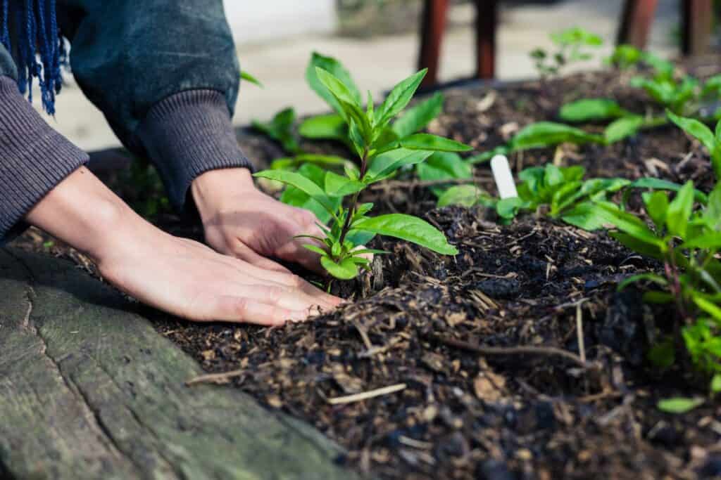 wanneer planten planten voorjaar