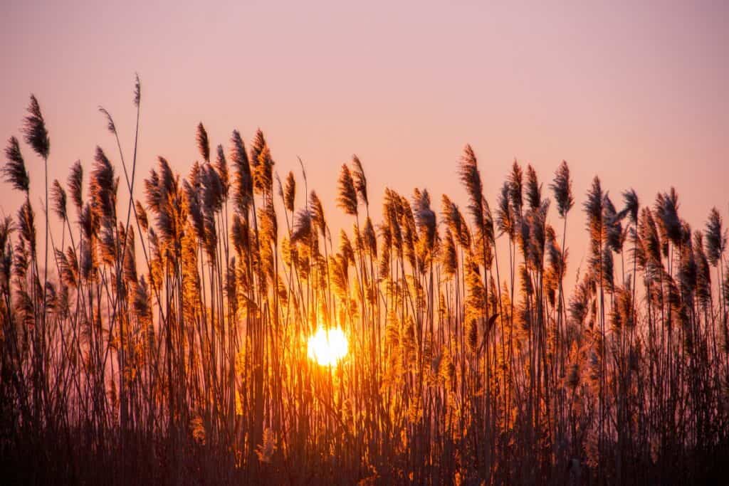 wanneer riet planten