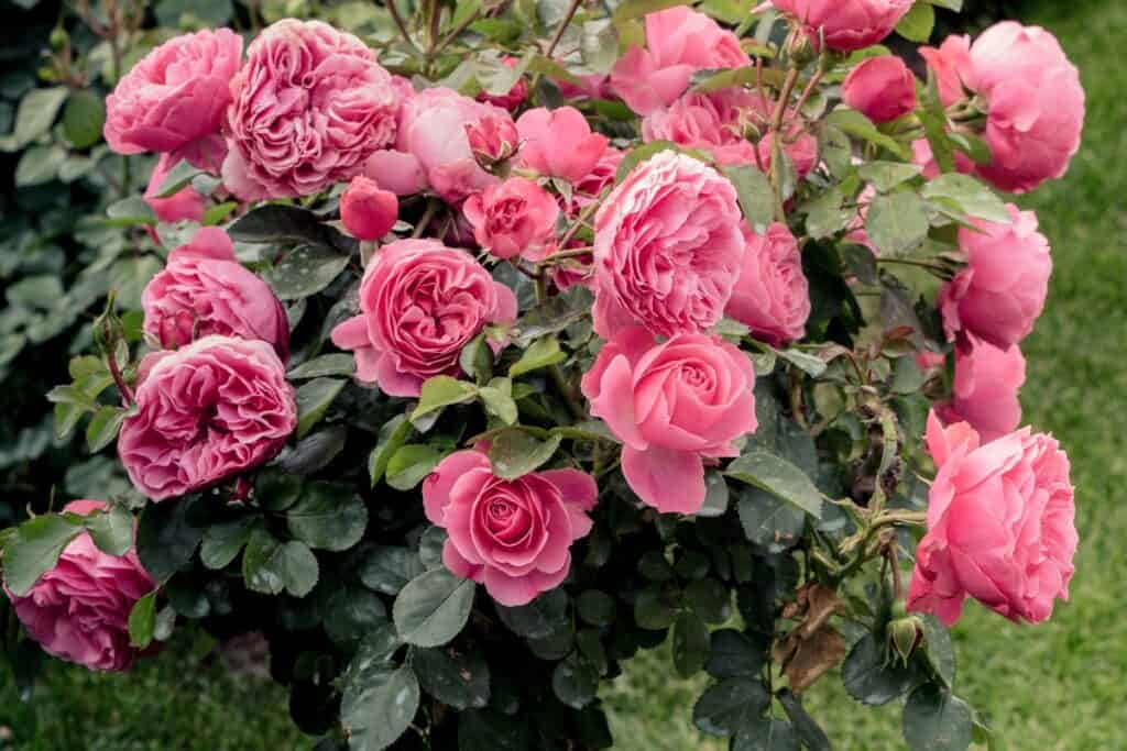 wanneer rozen planten in de tuin