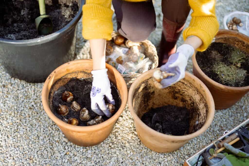 wanneer tulpenbollen in pot planten