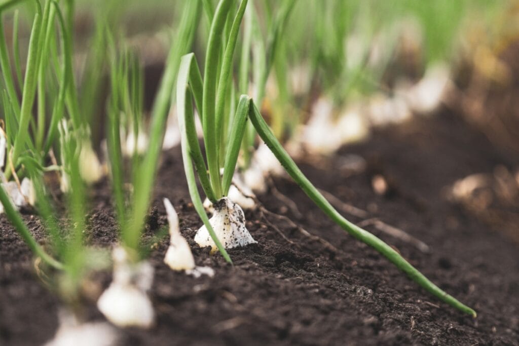 wanneer uitjes planten