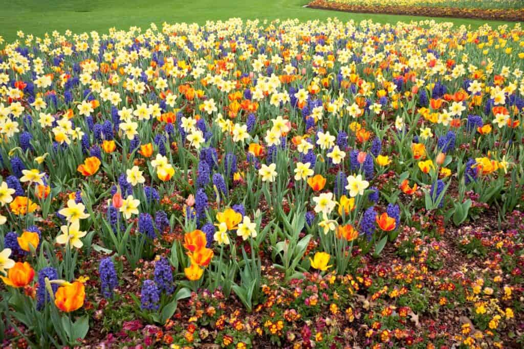 wanneer voorjaarsbollen planten