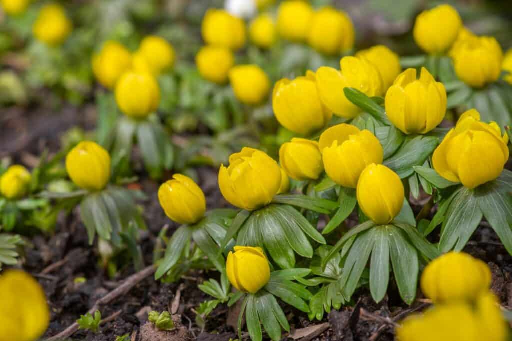 wanneer winterakoniet planten