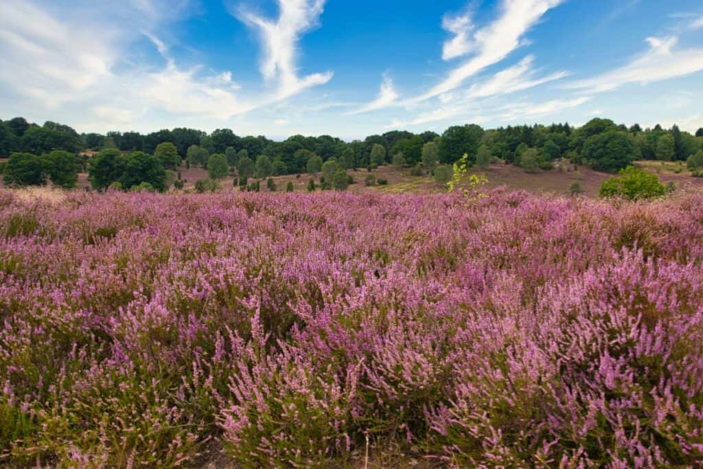 wanneer zomerheide planten