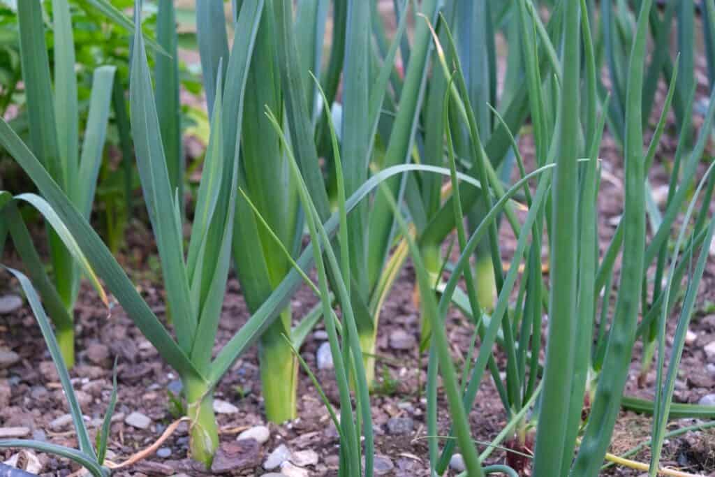 wanneer zomerprei planten