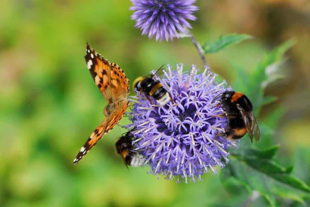 wat is bestuiving bij planten