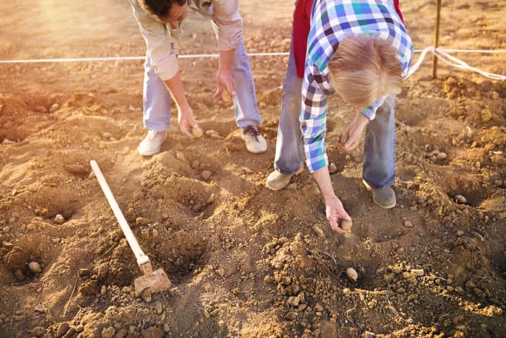 wat naast aardappelen planten