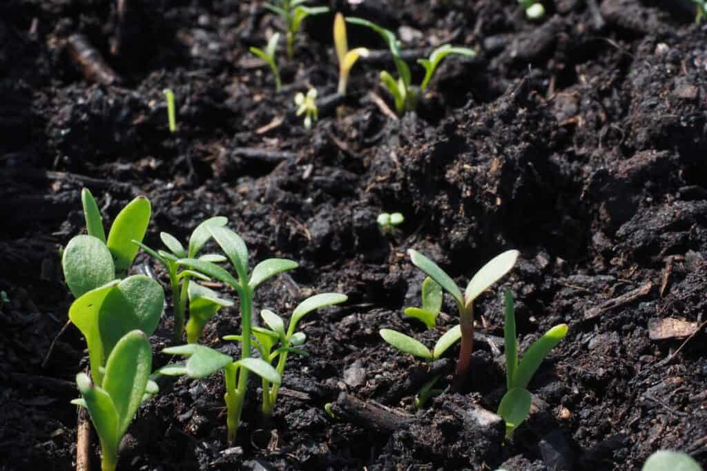 wat planten in augustus