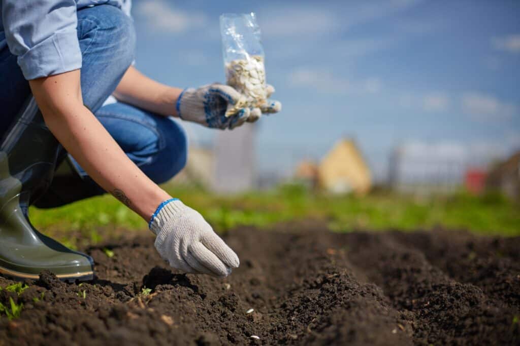 wat planten in oktober