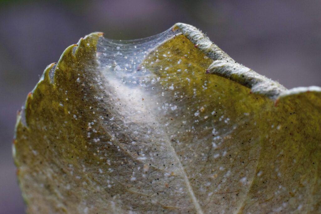 wat te doen tegen spint in planten