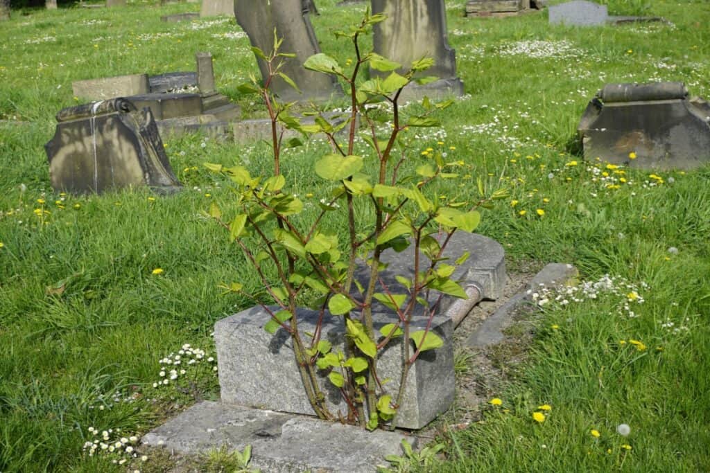 welke plant lijkt op japanse duizendknoop