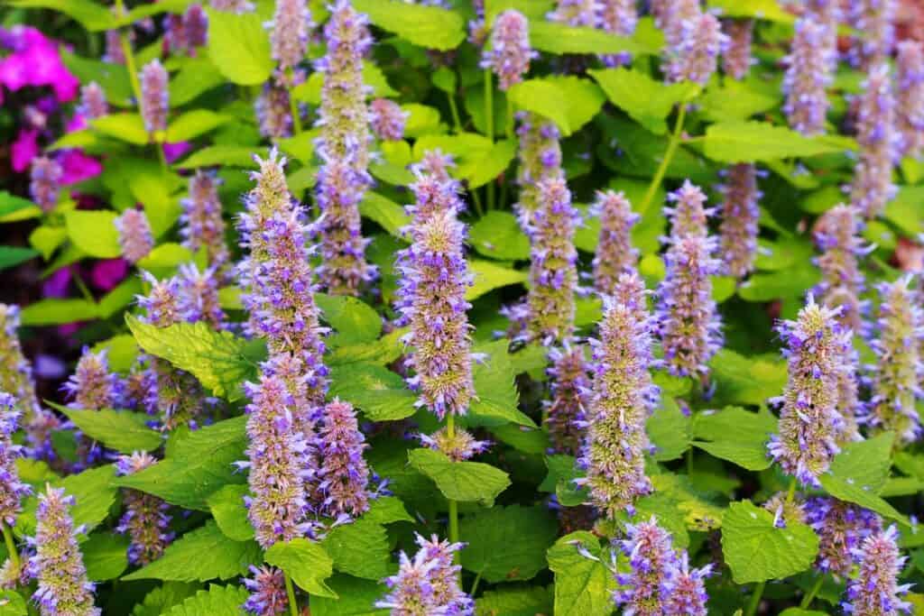 welke planten eten slakken niet