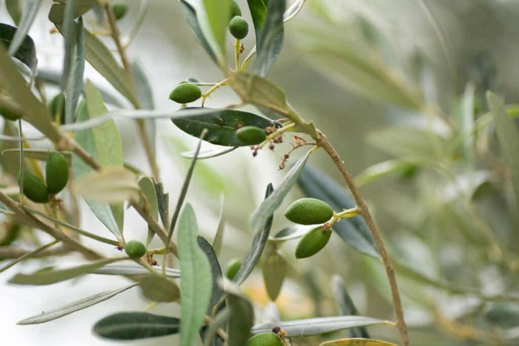 welke planten passen bij olijfboom