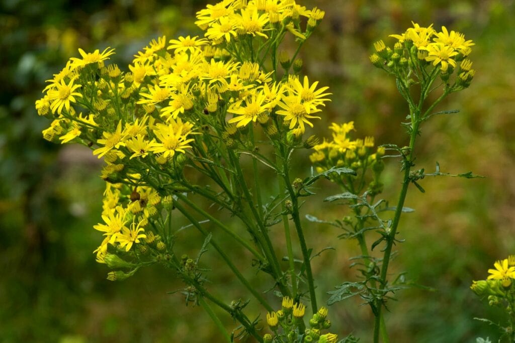 welke planten zijn giftig voor paarden