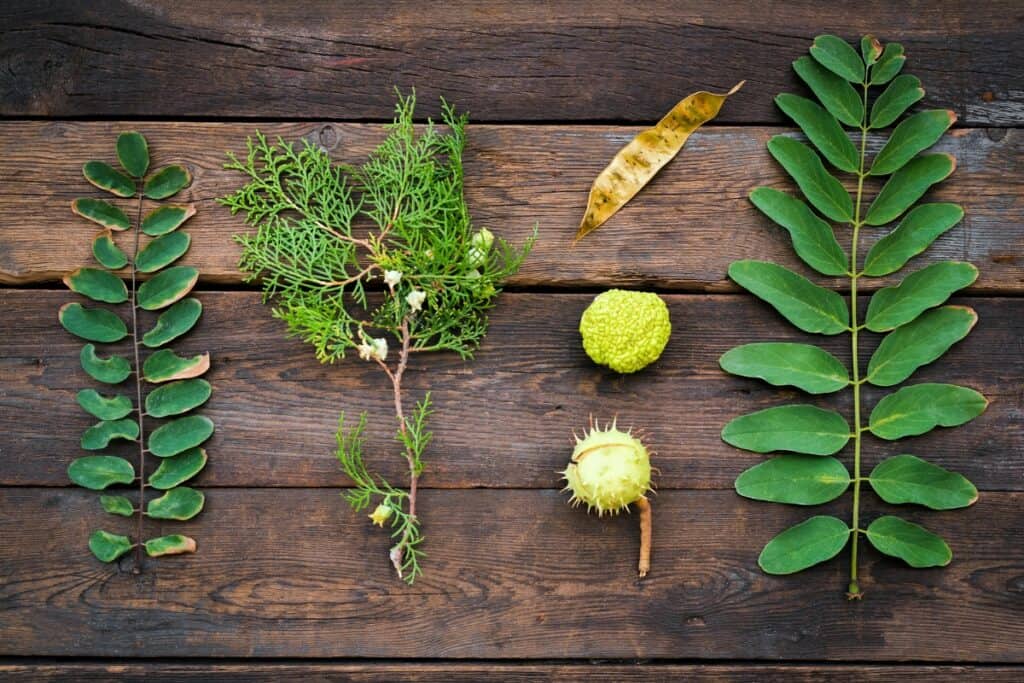 welke zes delen van planten worden door mensen gegeten