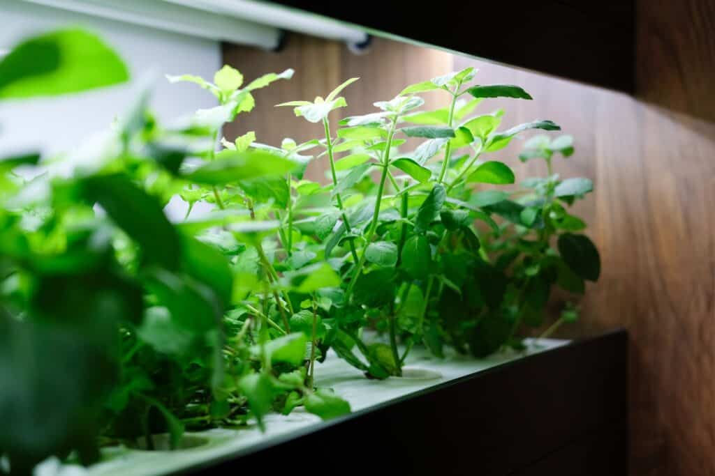 will led lights help plants grow