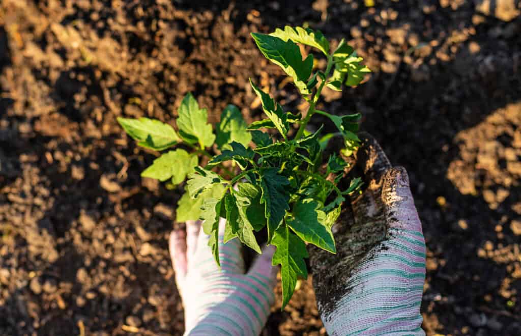 As goed voor planten?