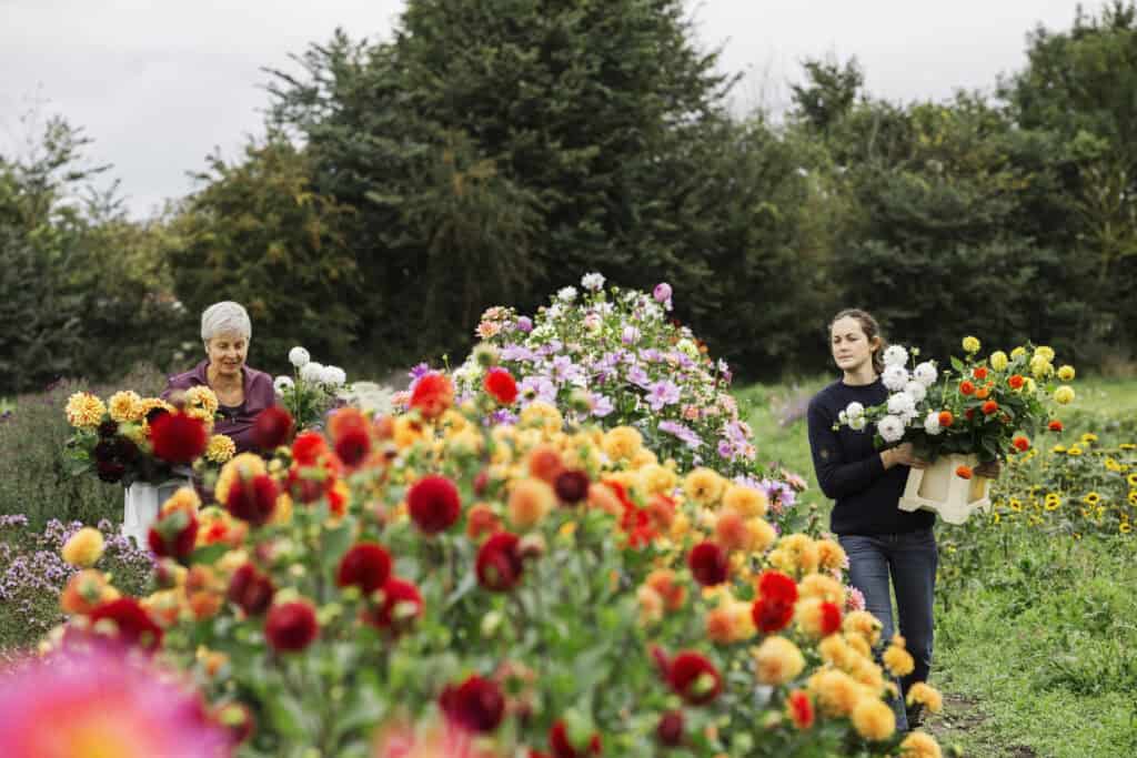 Hoe diep dahlia planten?