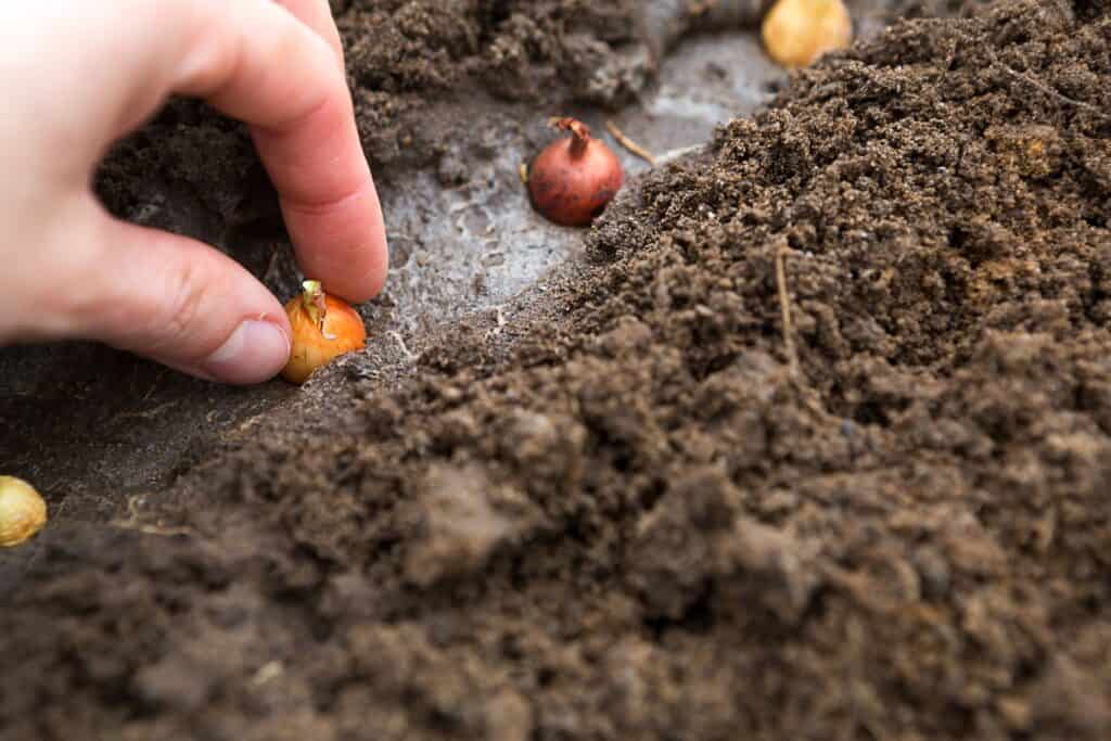 Hoe diep uien planten