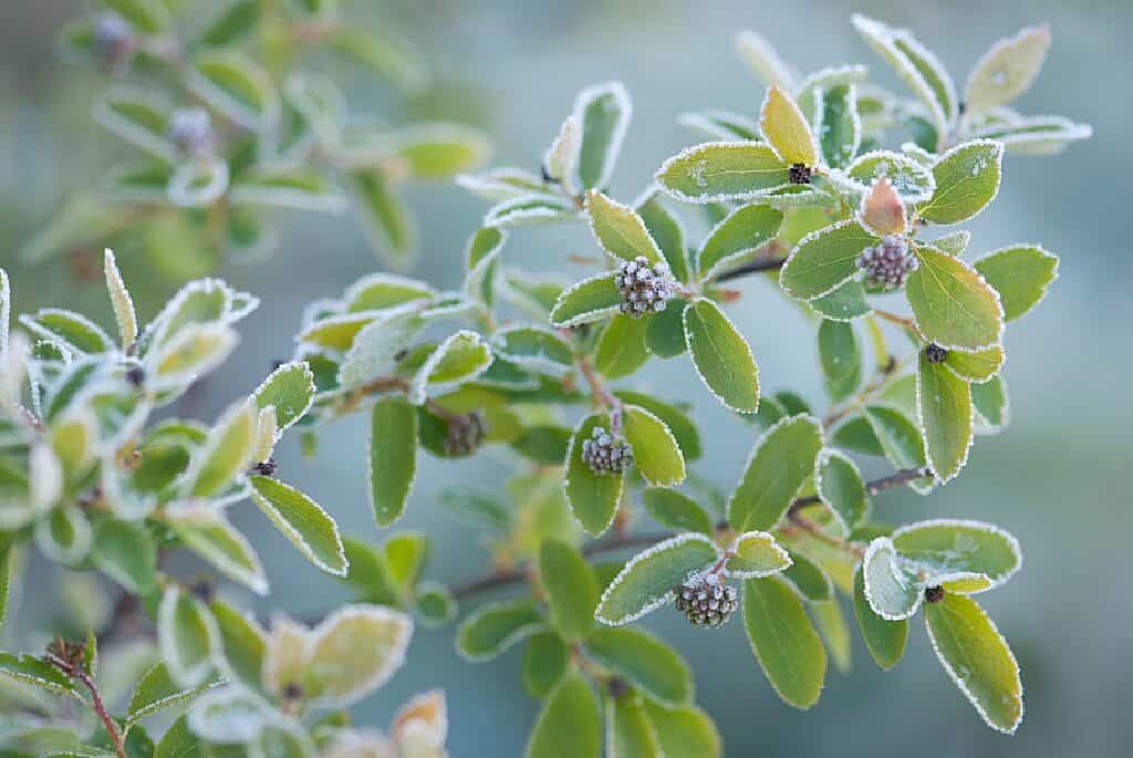 Hoe noemt men planten die bestand zijn tegen vorst?