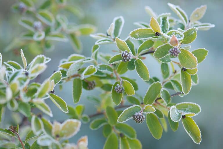 Hoe noemt men planten die bestand zijn tegen vorst?