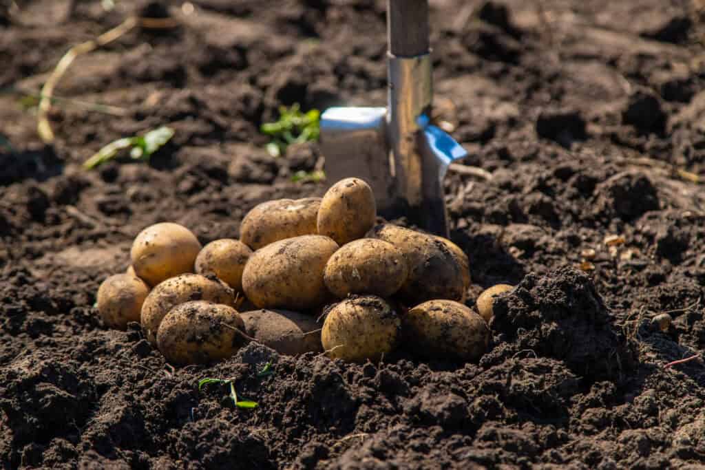 Hoe plant je aardappelen