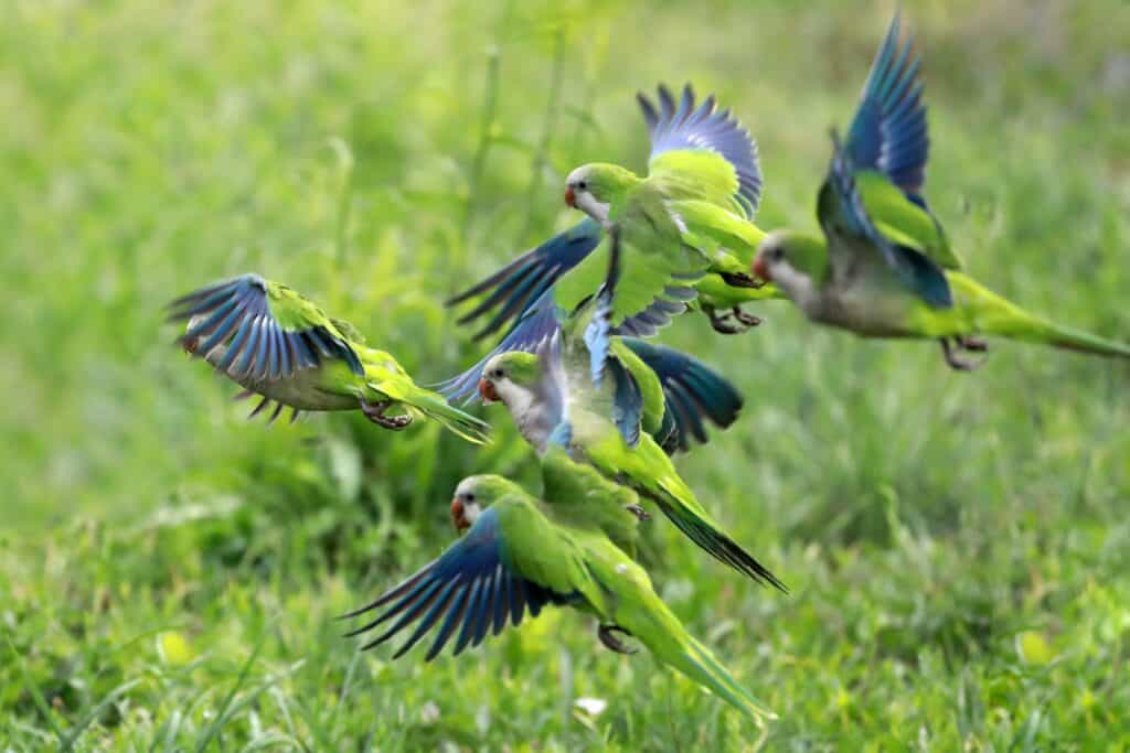 Hoe planten vogels zich voort