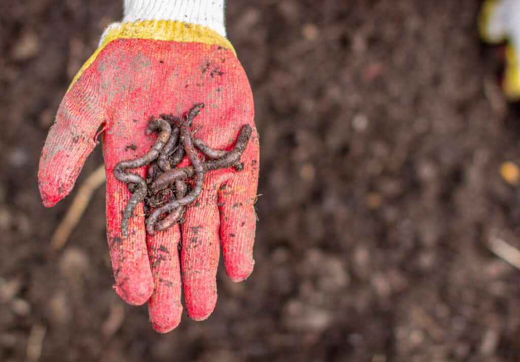 Hoe planten wormen zich voort?