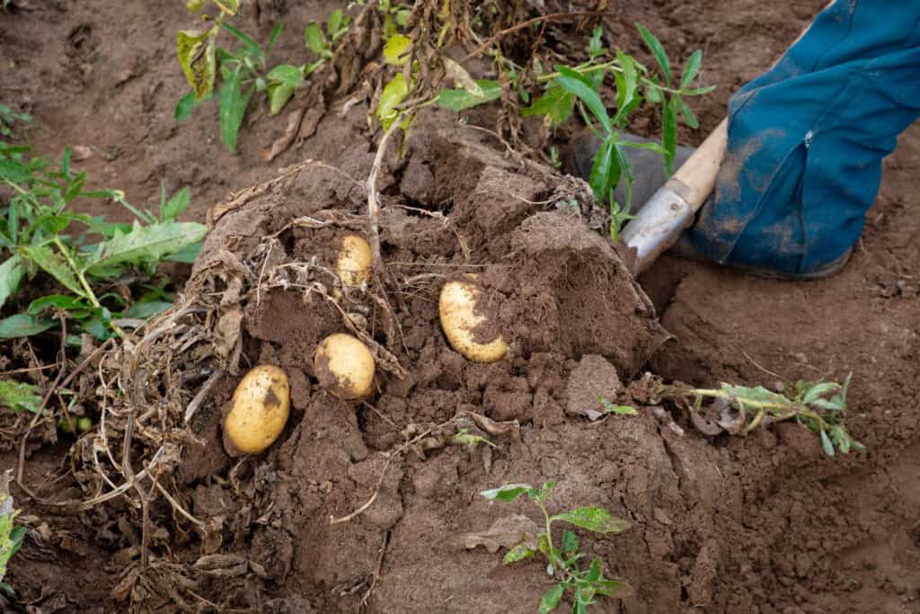 Hoe ver aardappelen uit elkaar planten