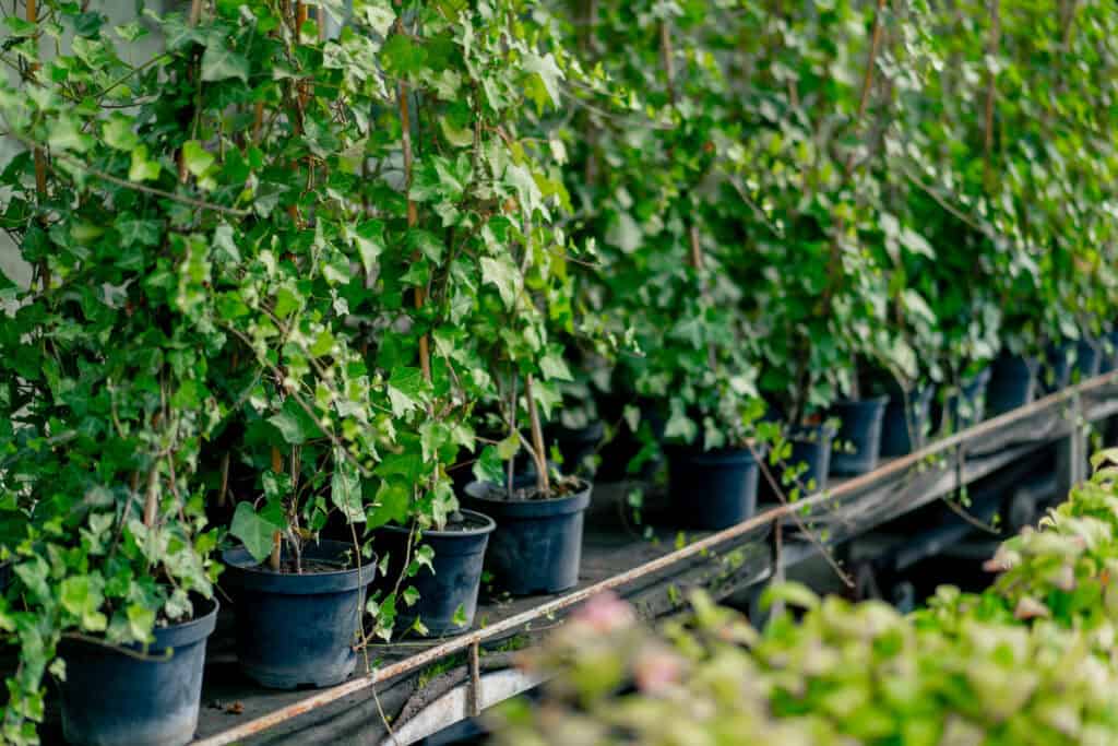 Hoeveel Hedera planten per meter?