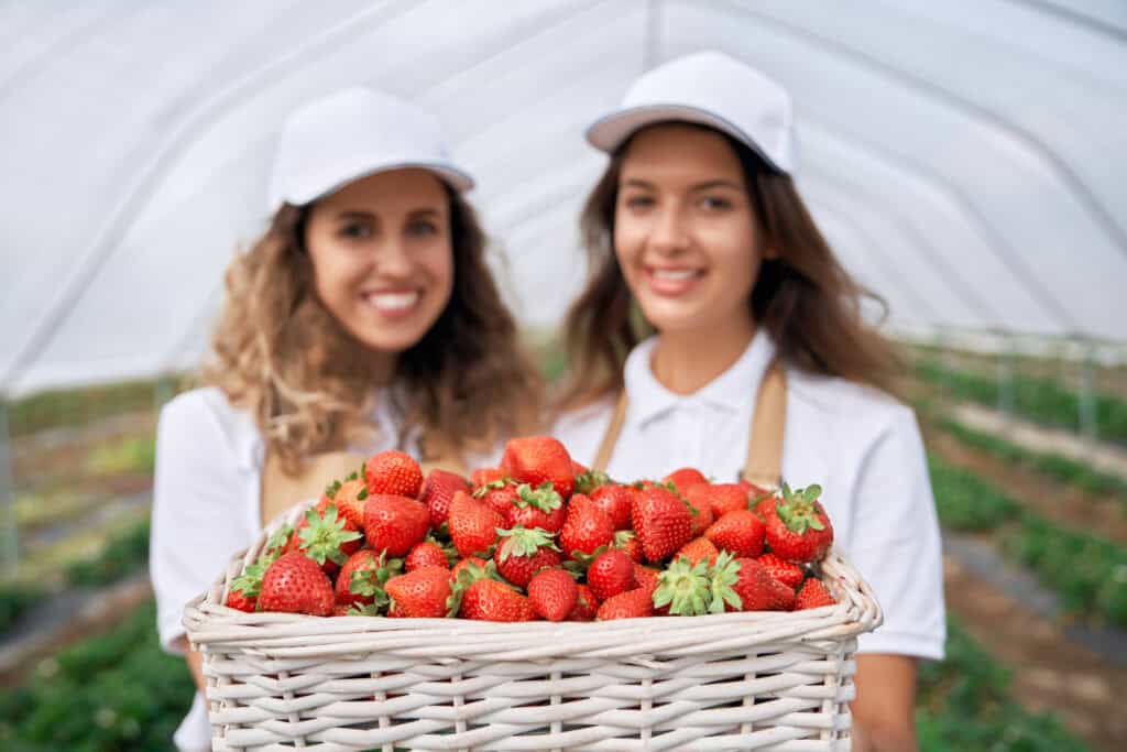 Hoeveel aardbeien per plant?