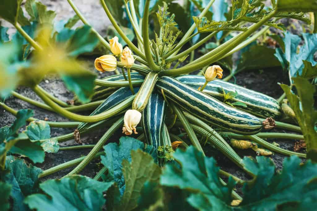 Hoeveel courgette per plant?