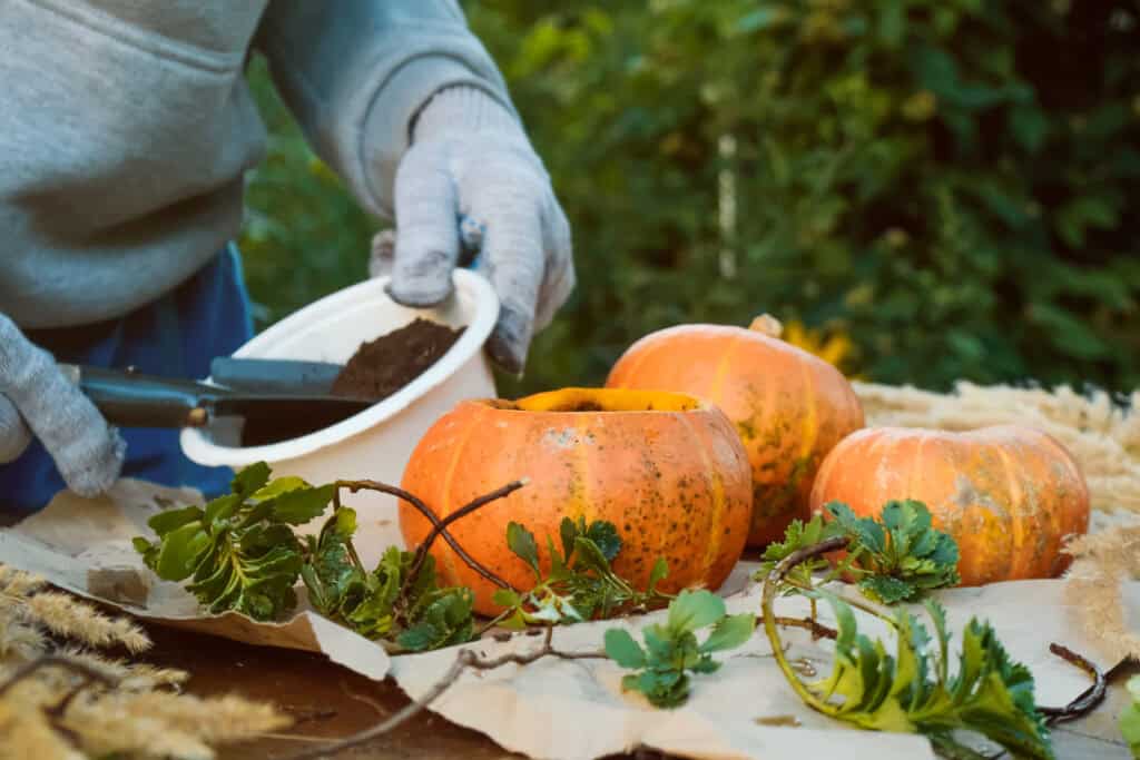 Hoeveel pompoenen per plant?