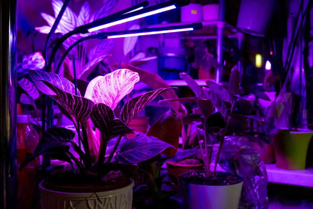 Is UV Licht Goed Voor Planten?