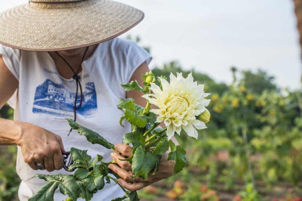 Is een dahlia een vaste plant?