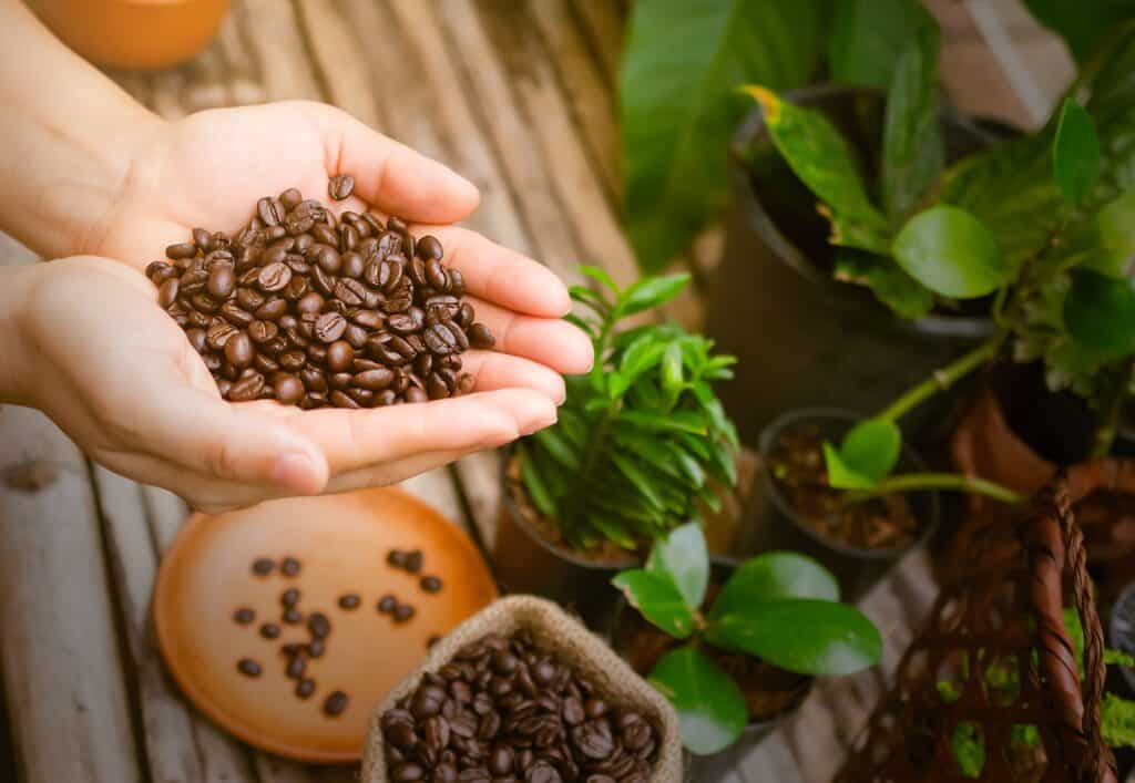 Is koffie goed voor planten