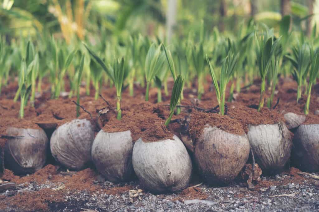 Is kokosgrond goed voor planten?