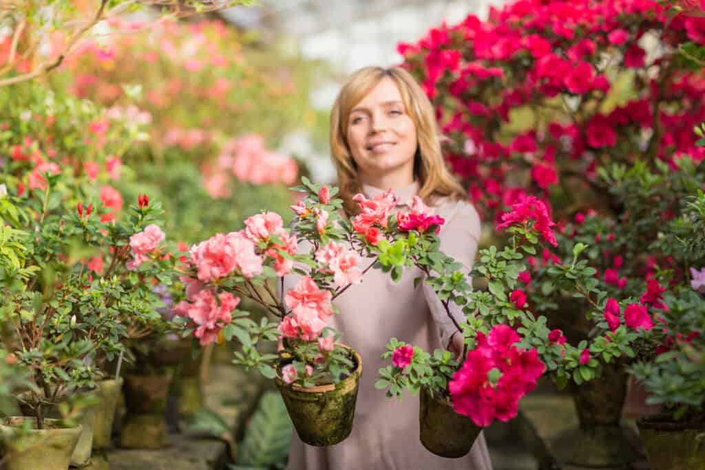 Wanneer Rododendrons Planten?