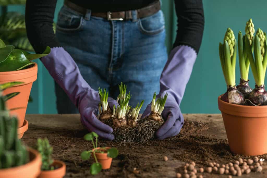 Wanneer Agapanthus bollen planten?