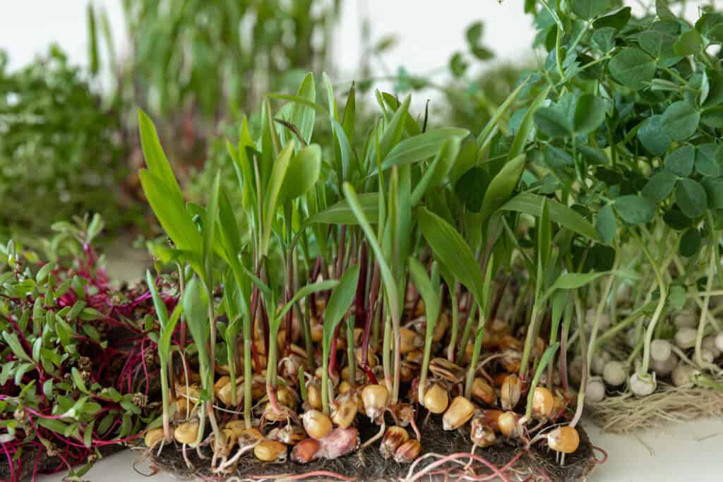 Wanneer Allium Bollen Planten?