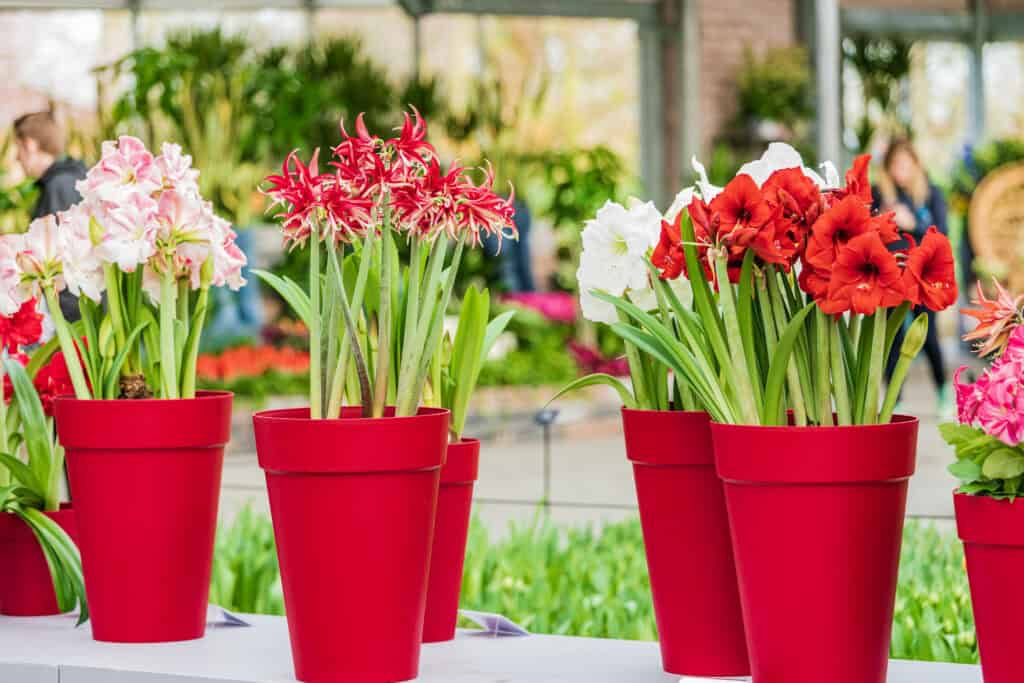 Wanneer Amaryllis Planten?