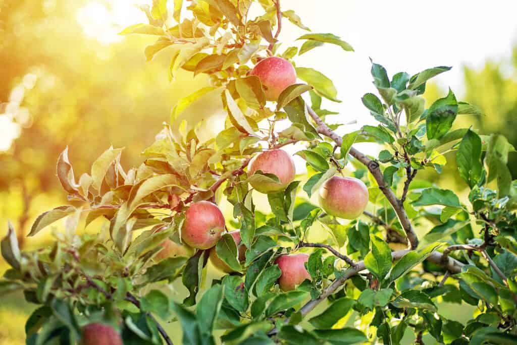 Wanneer Appelbomen Planten