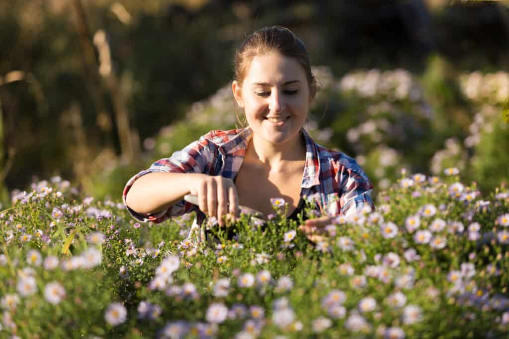 Wanneer Asters Planten?