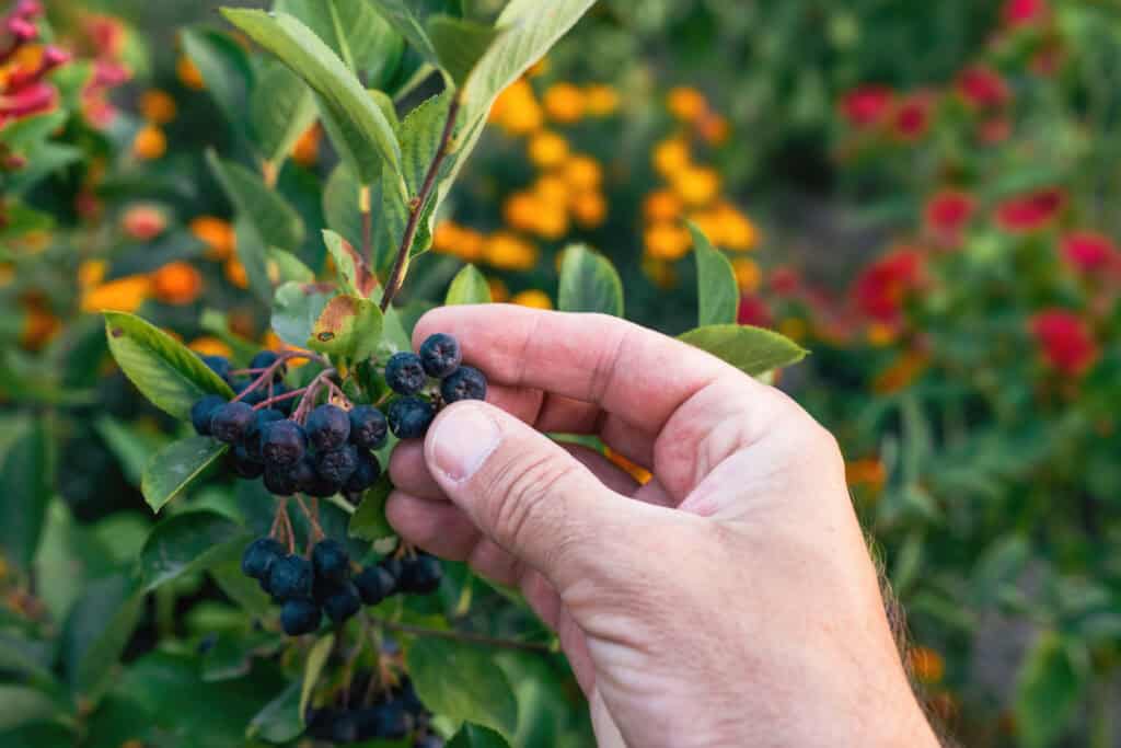 Wanneer Bessenstruiken Planten